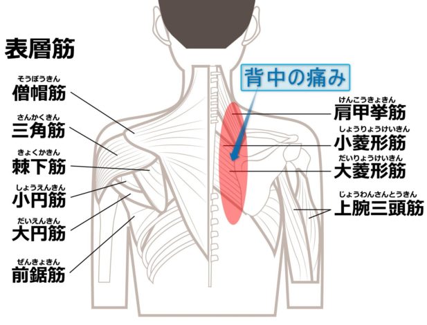 背中の痛み・肩甲骨内側の痛み・コリに対して、安全に鍼を打つには？ スペアリブ刺鍼の実際 宮崎 鍼灸 院｜高野鍼灸リラクセーション 宮崎市